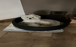 Maltese cani in vendita: Maltese toy - Immagine 5