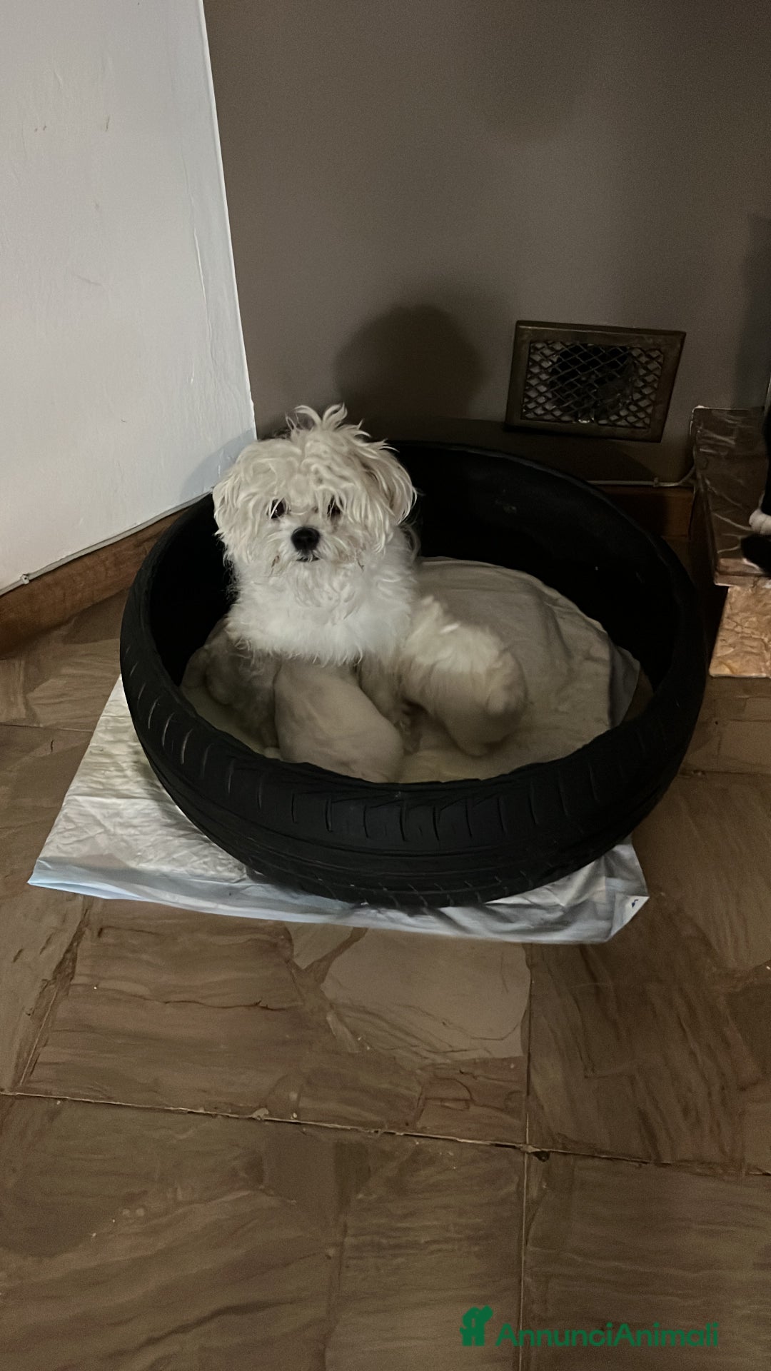 Maltese cani in vendita: Maltese toy - Immagine 5