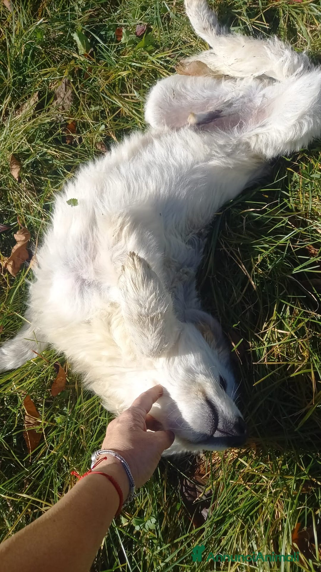 Meticcio cani in regalo: Tito 6mesi mix Maremmano bellissimo L AQUILA - Annuncio 2