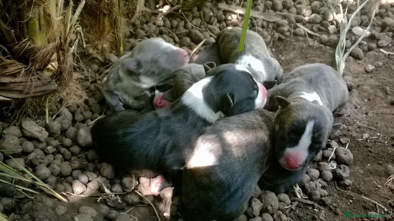 American Staffordshire cani Cuccioli Amstaff Nero con pedigree in Puglia - Annuncio 2