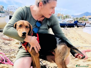 Altre razze cani EDGAR - Annuncio 12