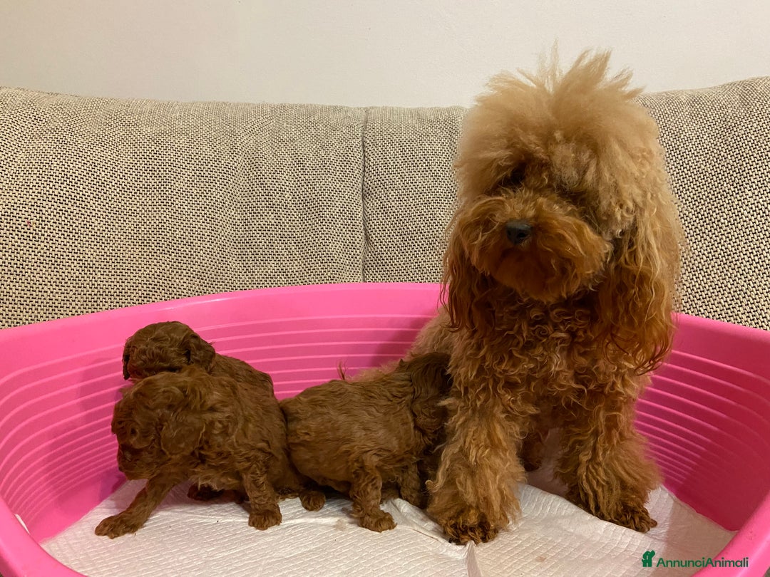 Barboncino Toy cani in vendita: Barboncino toy cuccioli con pedigree Enci - Annuncio 4