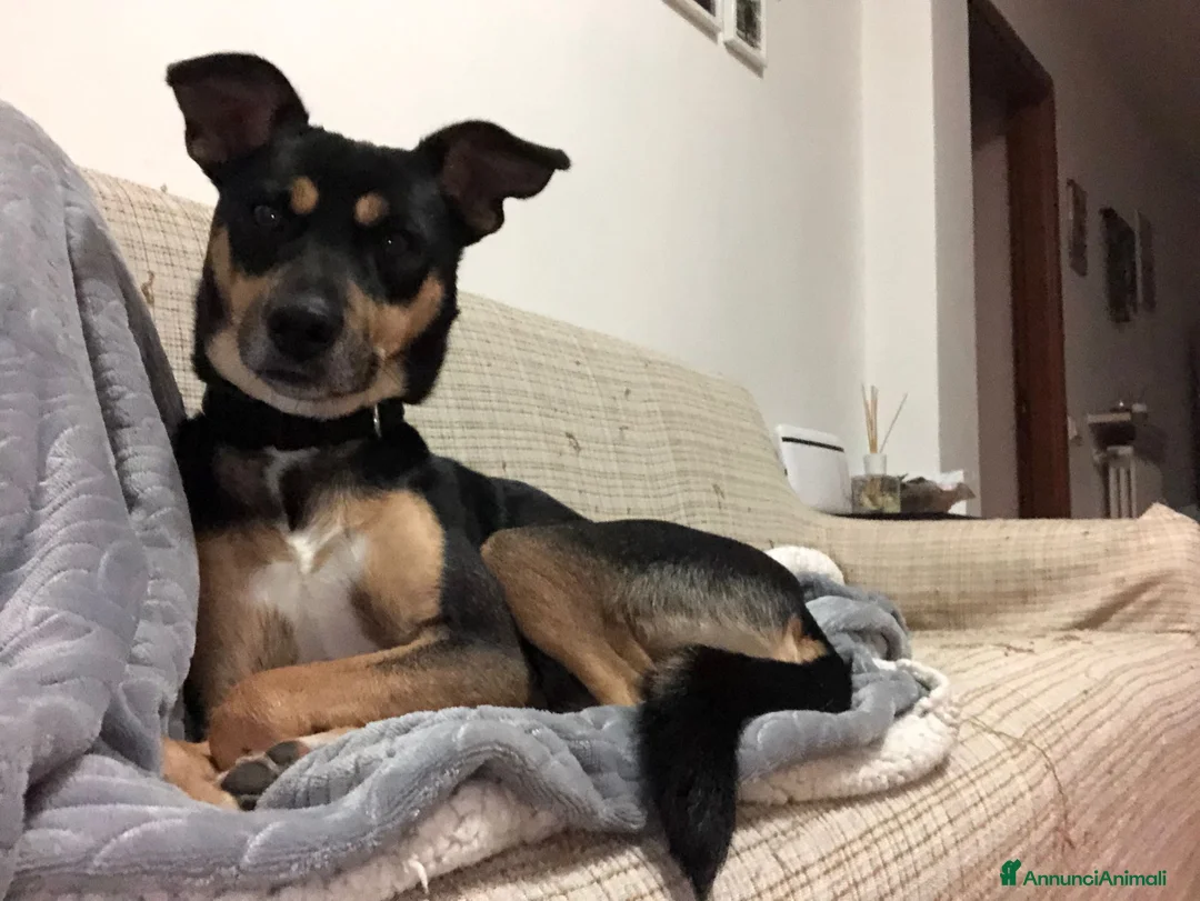 Meticcio cani in regalo: BLACK CERCA CASA 🖤 – 7 anni, dolcissimo a Provincia di Verona - Annuncio 2