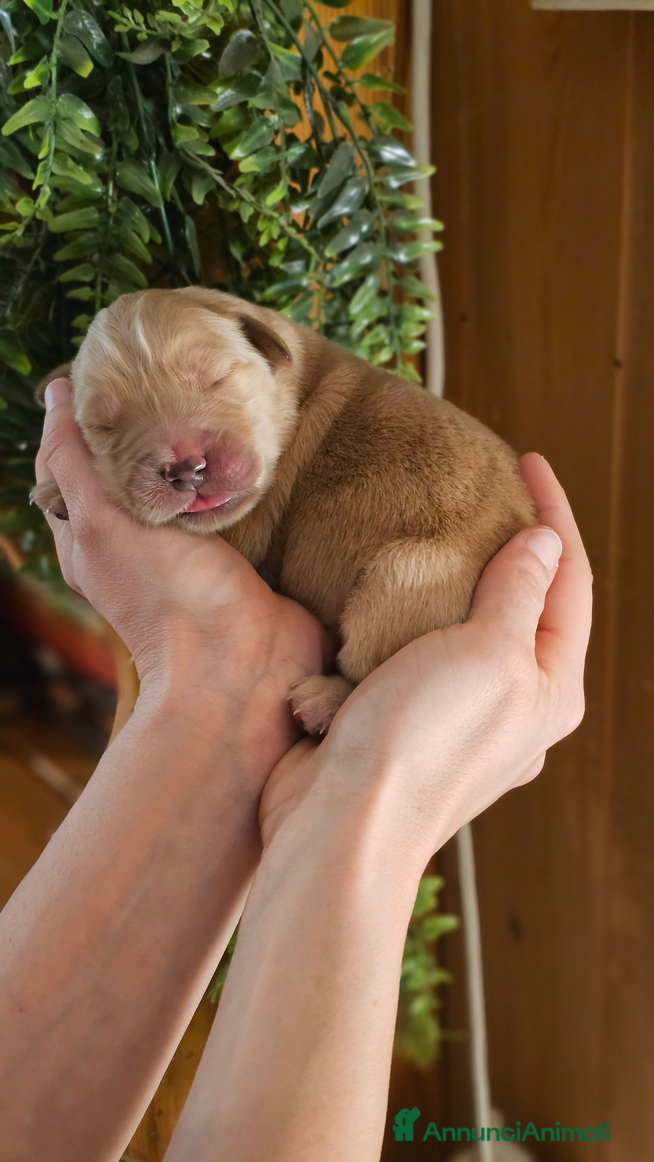 Golden Retriever cani Golden americani 100% - Annuncio 5