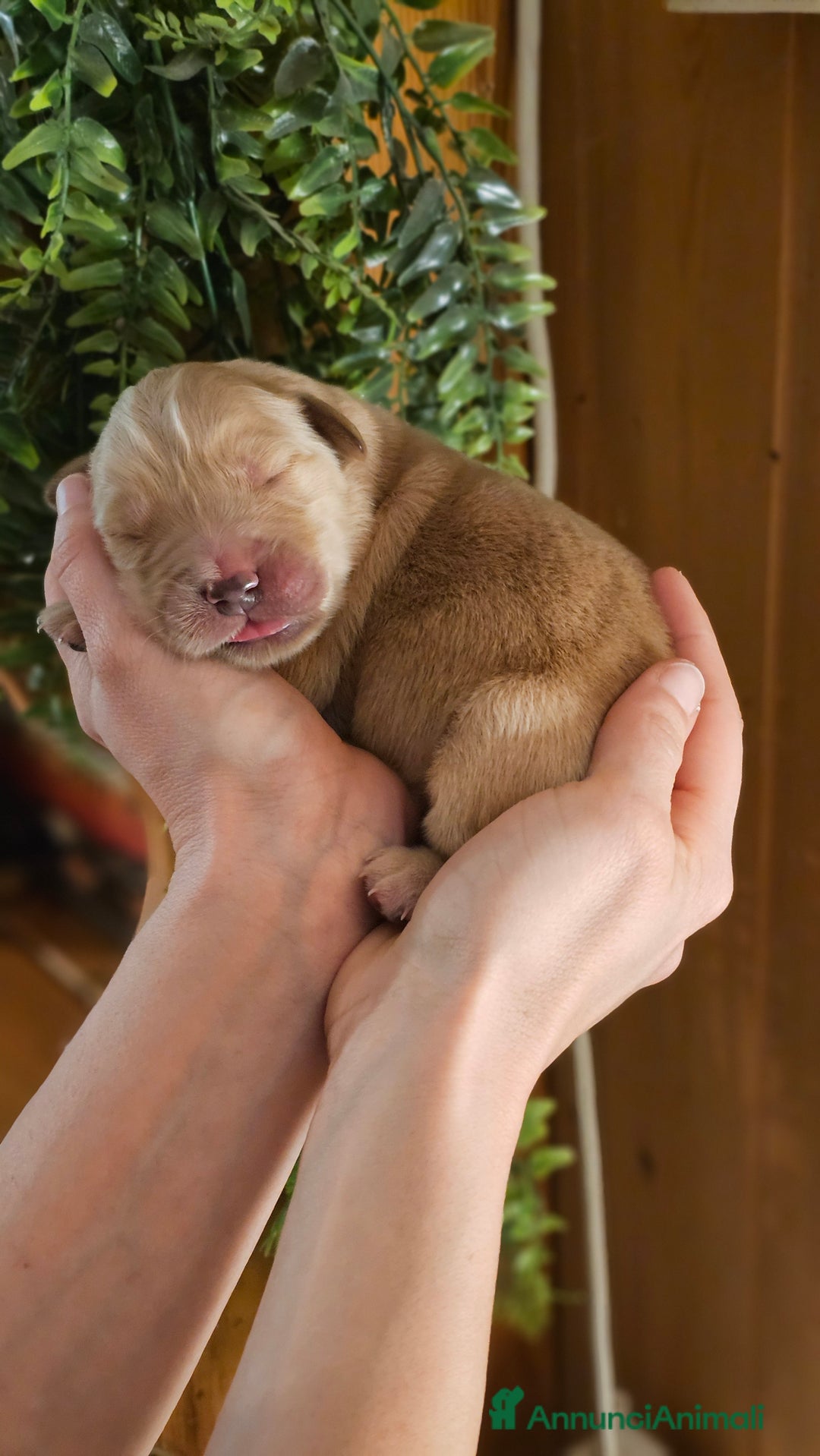 Golden Retriever cani in vendita: Golden americani 100% - Annuncio 1