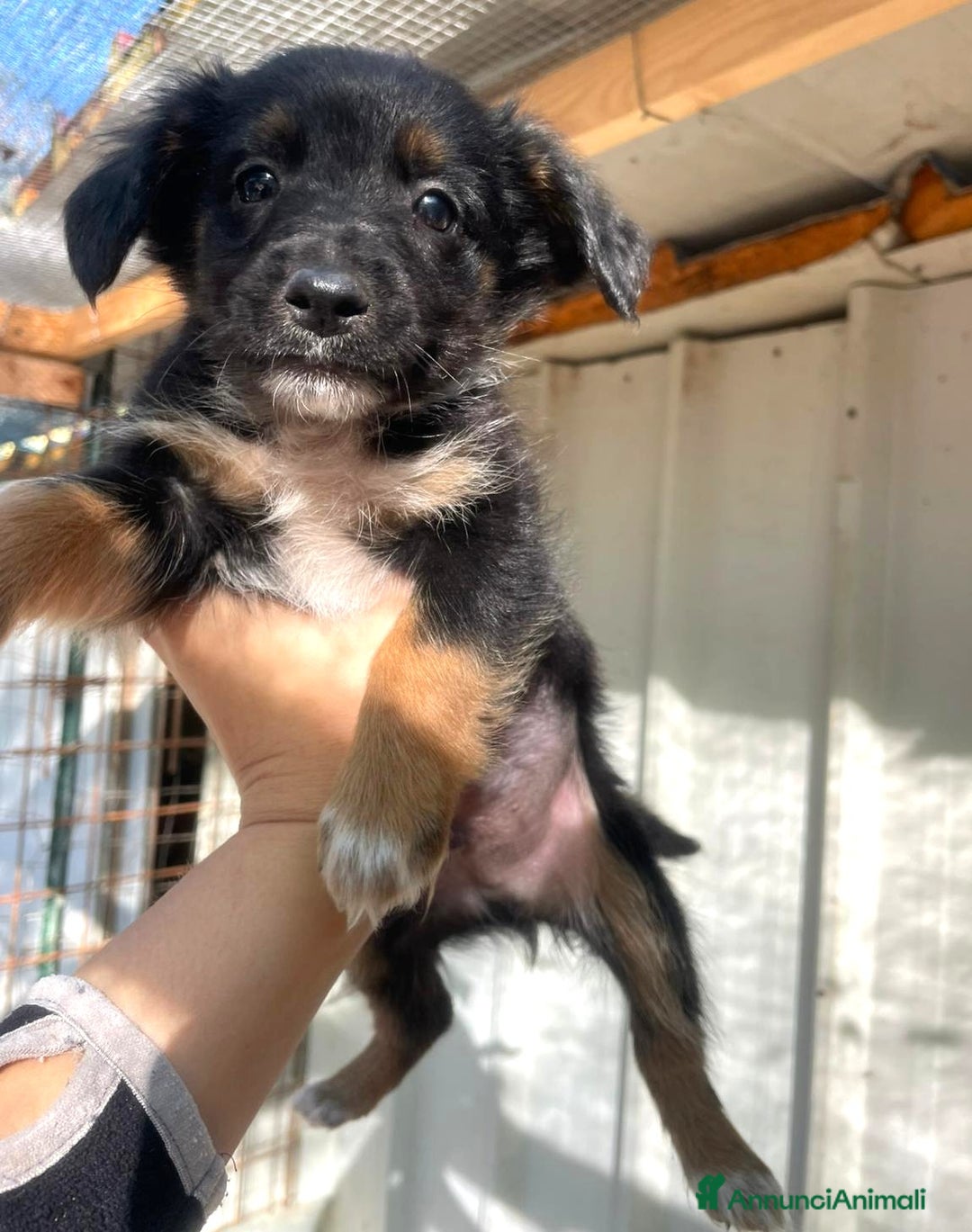 Meticcio cani in regalo: LE DOLCI PIETRE PREZIOSE - Annuncio 13