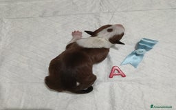 American Staffordshire cani in vendita: AMSTAFF DISPONIBILI  a Provincia del Sud Sardegna - Immagine 2