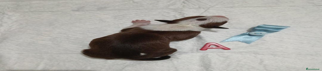 American Staffordshire Cucciolo 4
