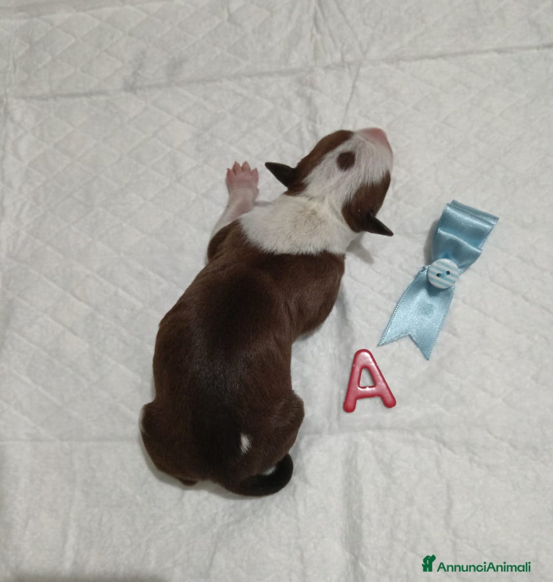 American Staffordshire cani in vendita: AMSTAFF DISPONIBILI  a Provincia del Sud Sardegna - Immagine 2