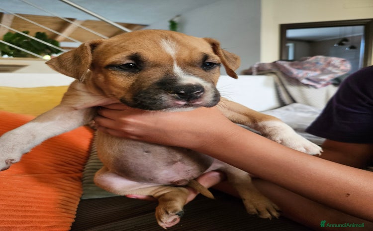 American Staffordshire cani a Provincia di Asti - Annuncio 9
