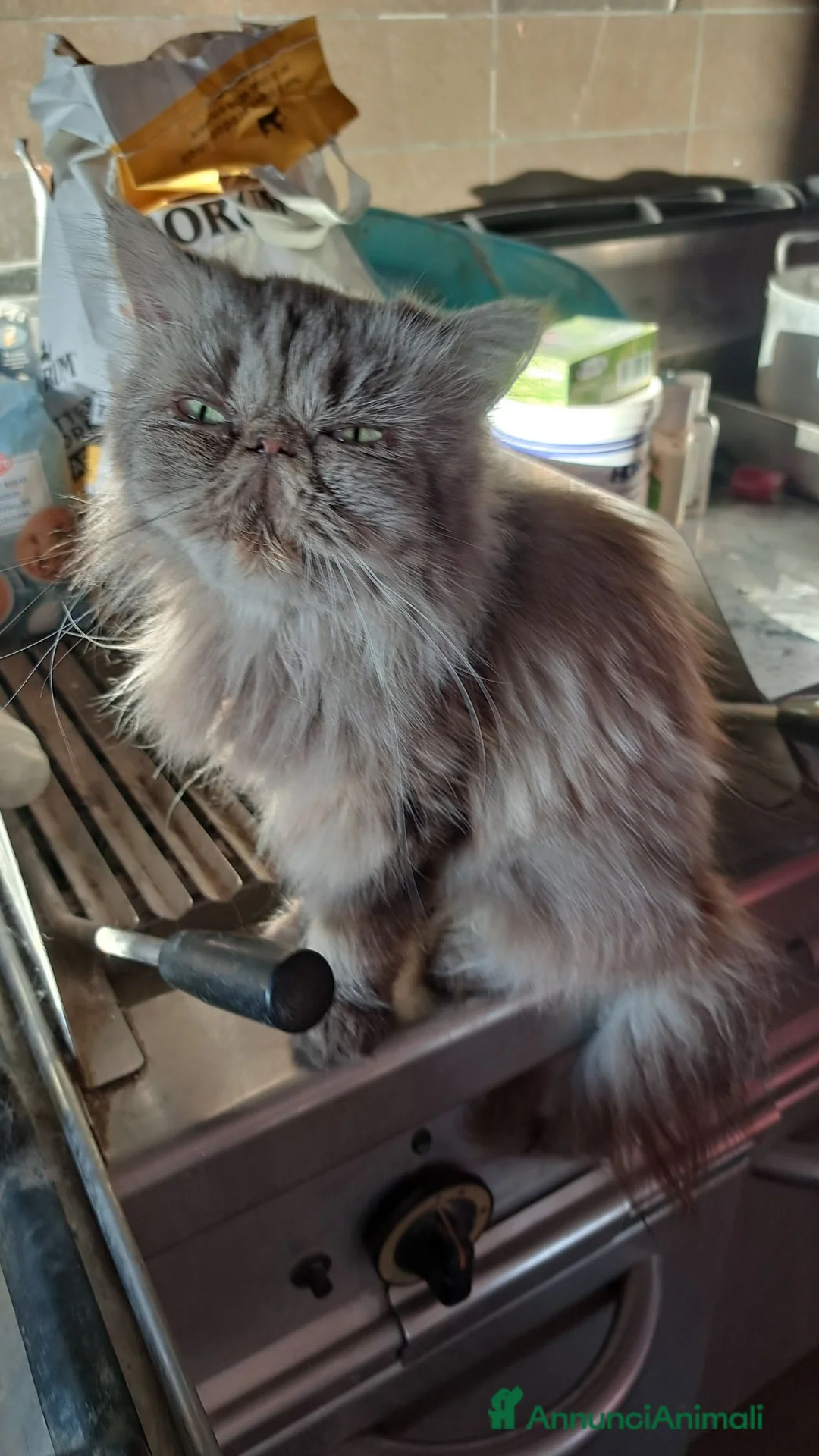 Exotic Shorthair gatti in regalo: Femmina esotica - Annuncio 3