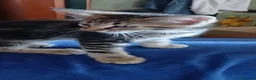 Maine Coon gatti in vendita: Cucciole di maine coon simil a Provincia di Biella - Annuncio 5