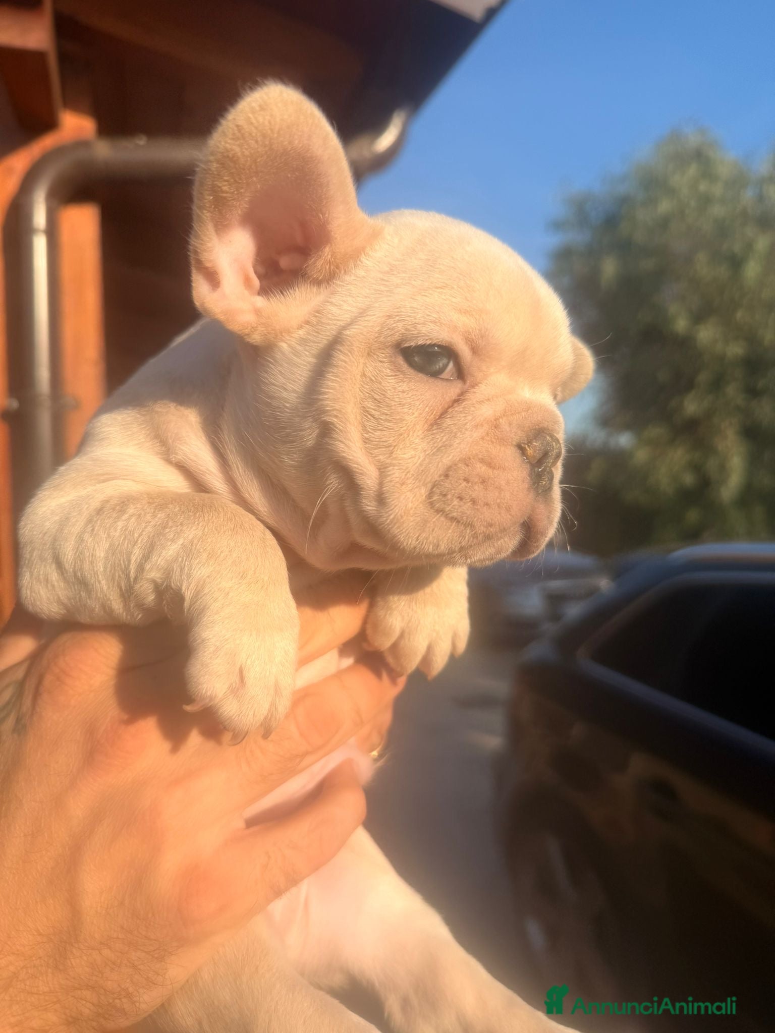 Bulldog Francese cani Cuccioli bulldog francese esotico - Annuncio 23