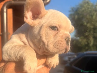 Bulldog Francese cani Cuccioli bulldog francese esotico - Annuncio 1