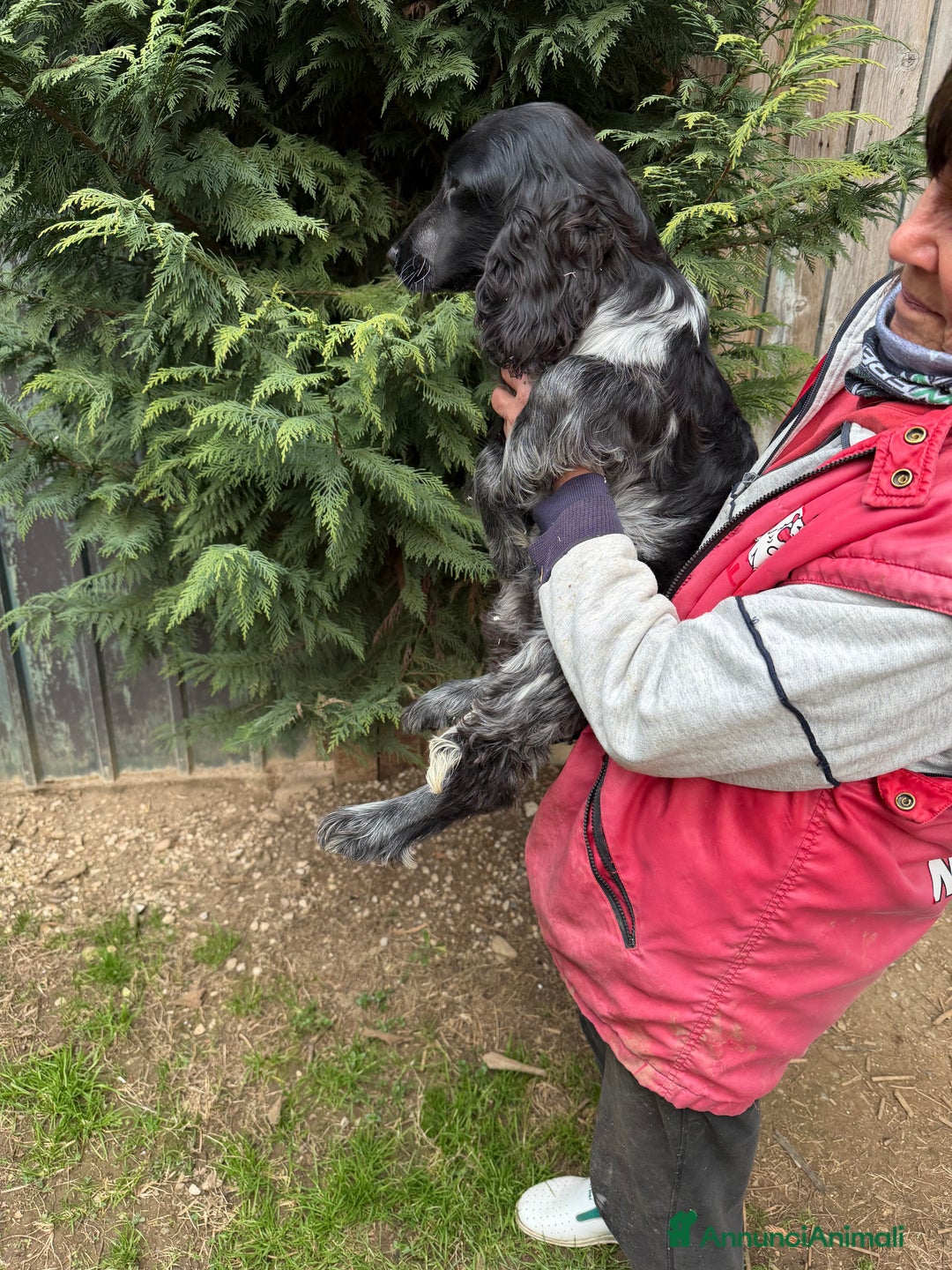 Cocker cani in vendita: Cuccioli di Cocker Spaniel  - Annuncio 4