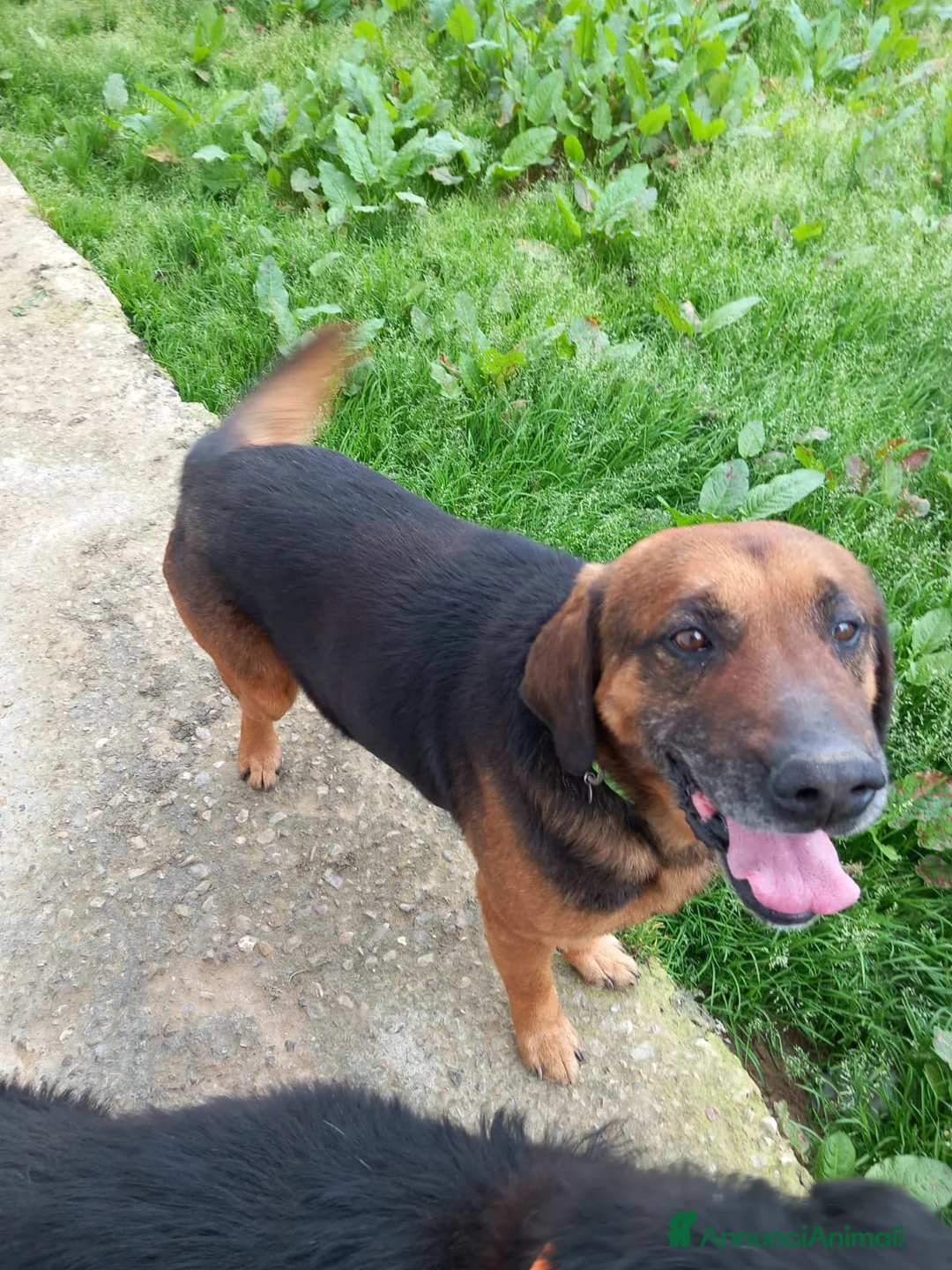 Meticcio cani in regalo: Cani affettuosi cercano padroni amorevoli a Provincia di Pistoia - Annuncio 2