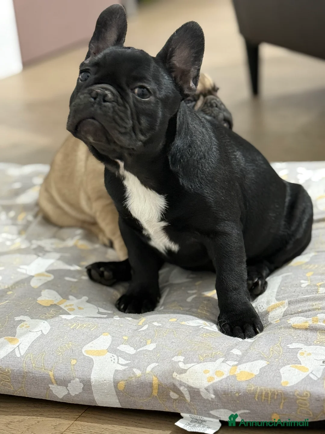 Bulldog Francese cani in vendita: Cucciola di bulldog francese  - Annuncio 3