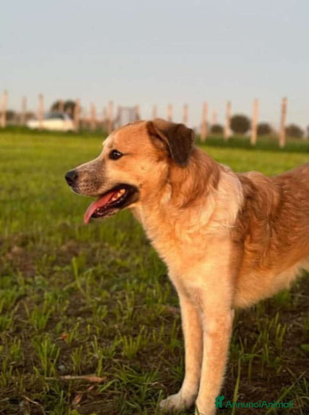 Meticcio cani in regalo: Ronny, 2 anni a Provincia di Bergamo - Immagine 5