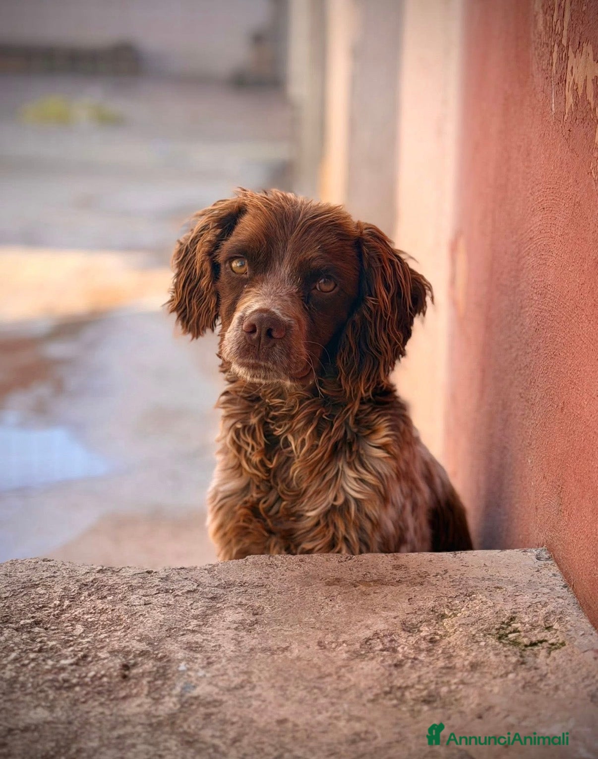 Breton cani Breton , maschio . Taglia piccola . - Annuncio 1