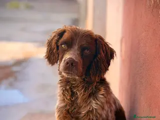 Breton cani Breton , maschio . Taglia piccola . - Annuncio 1