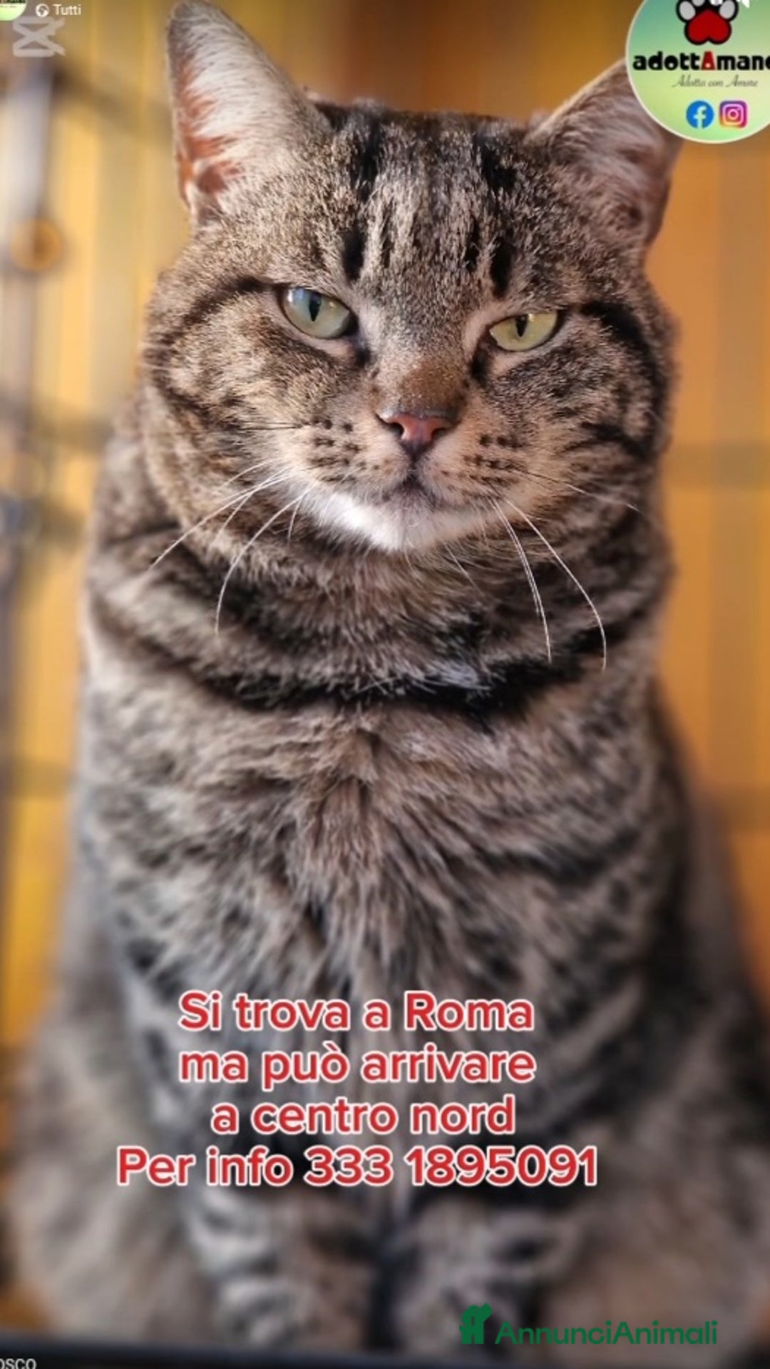 Europeo gatti in regalo: Micione tigrato FIV+asintomatica SOS XBOSCO.ROMA a Città metropolitana di Milano - Annuncio 1