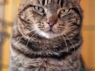 Europeo gatti Micione tigrato FIV+asintomatica SOS XBOSCO.ROMA a Città metropolitana di Milano - Annuncio 17