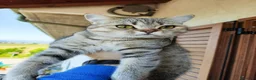 British gatti in vendita:  Cuccioli British Shorthair con pedigree  a Provincia di Cuneo - Annuncio 5