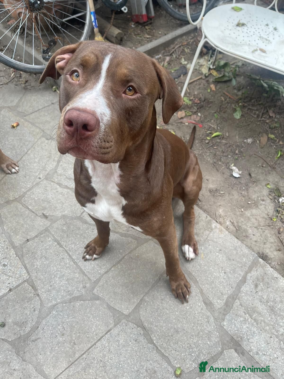 Pitbull cani Cuccioli di 16 mesi Pitbull - Annuncio 1