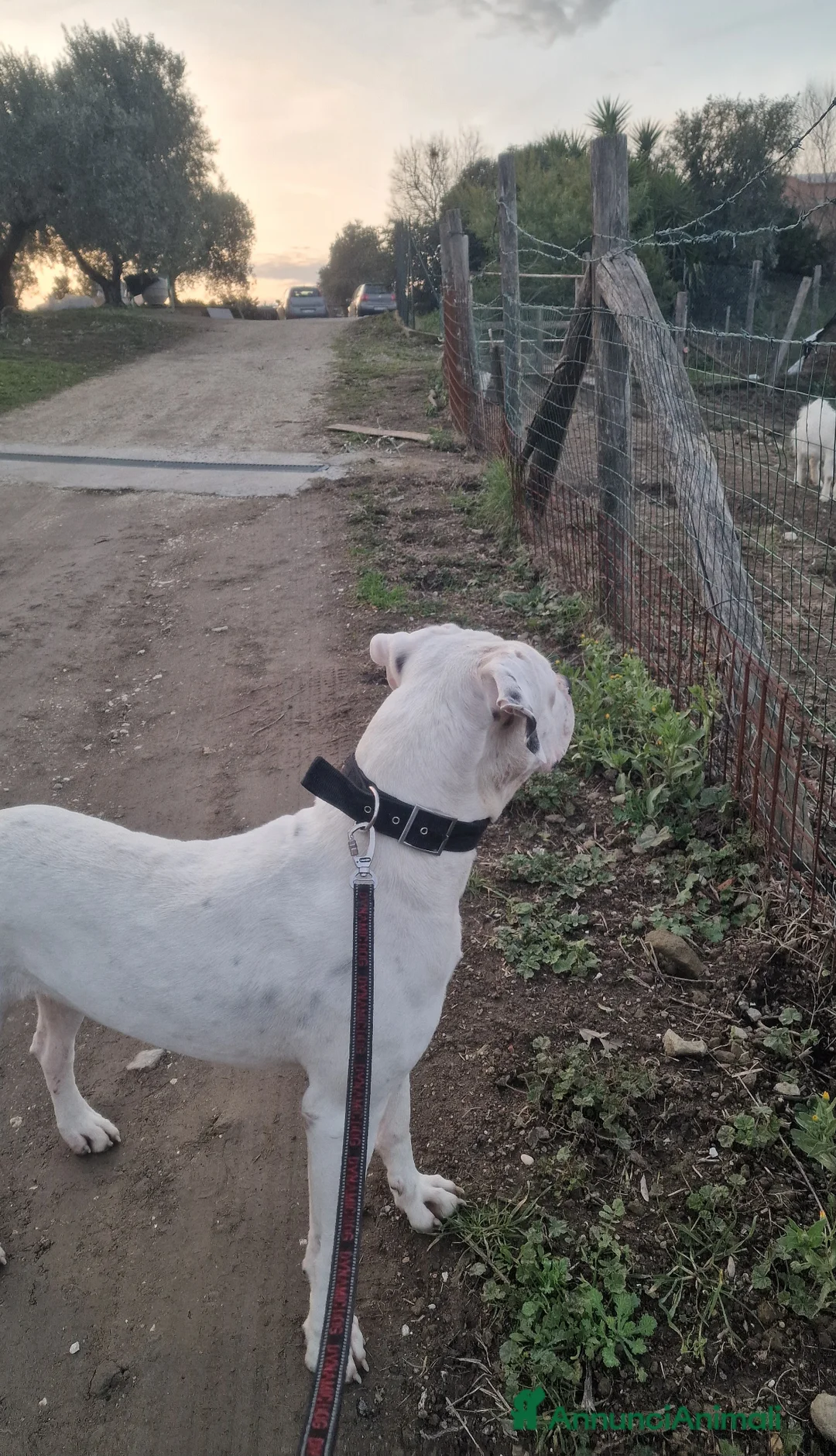 Dogo Argentino cani in regalo: Dogo argentino - Annuncio 6