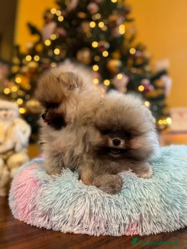 Immagine della galleria {{count}}