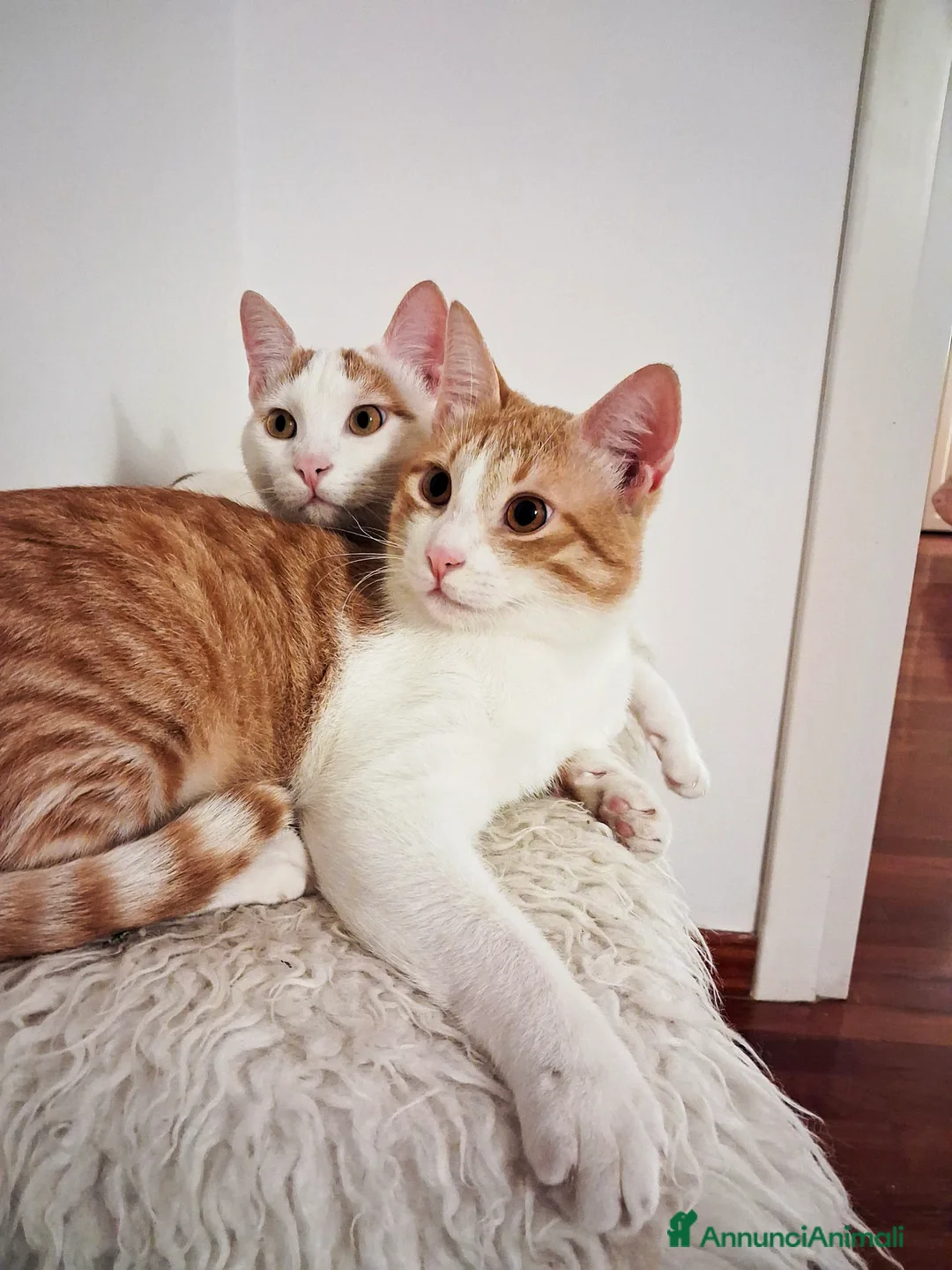 Europeo gatti in regalo: CI VOGLIONO SEPARARE !!! - Annuncio 7