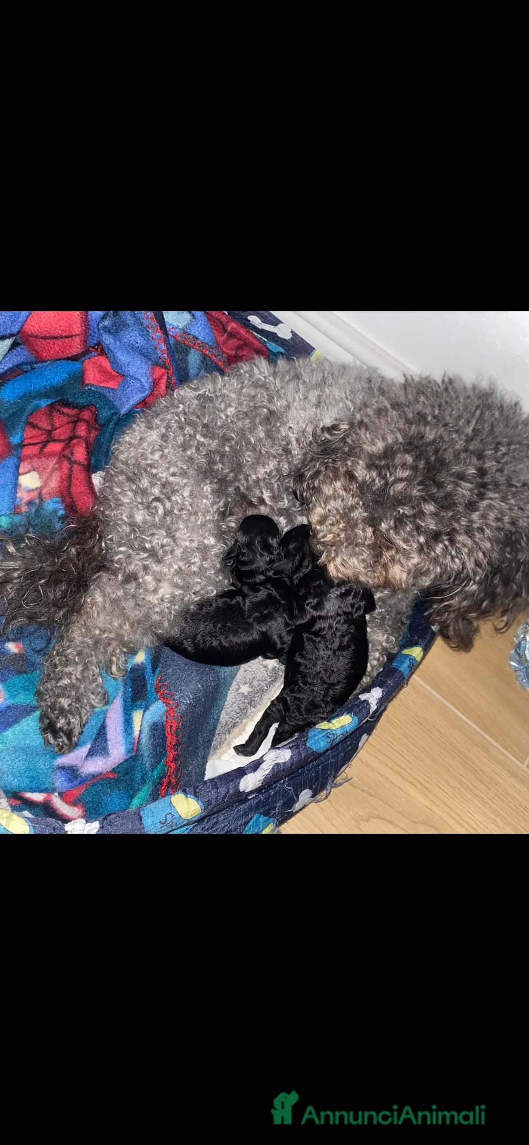 Barboncino Toy cani in vendita: Barboncino Toy no oerditempo - Annuncio 2