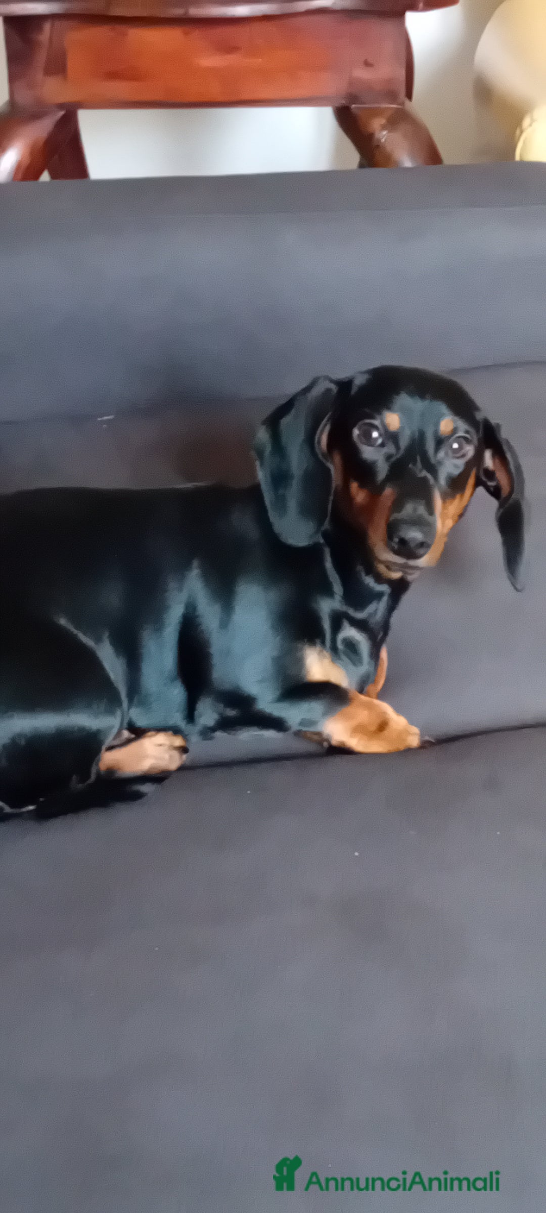 Bassotto cani in regalo: Bassottina in regalo - Annuncio 1