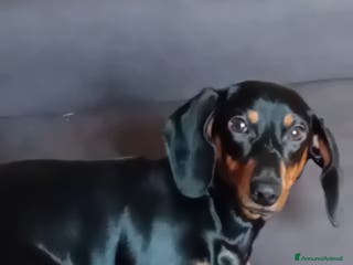 Bassotto cani Bassottina in regalo - Annuncio 1