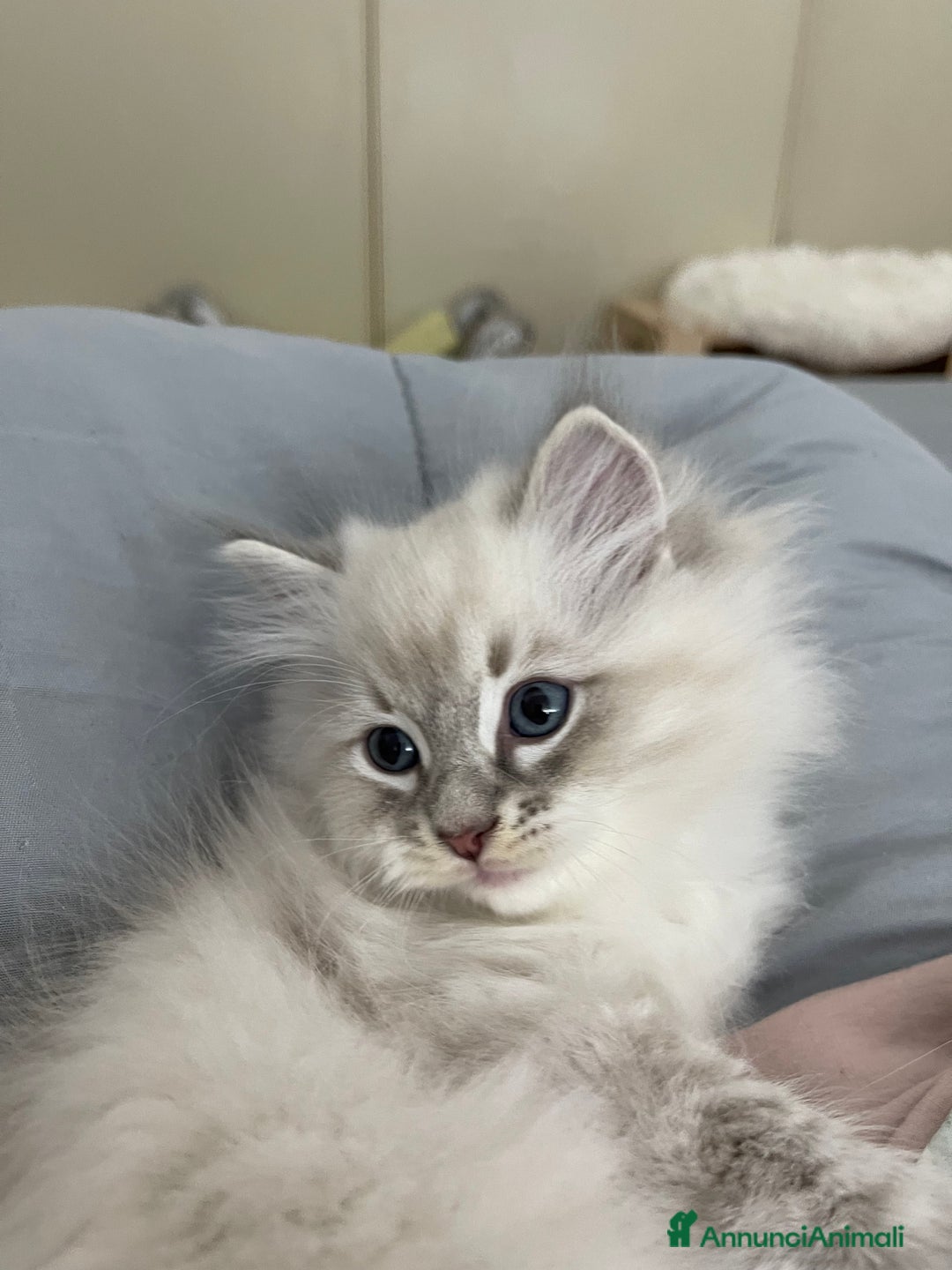 Ragdoll gatti in vendita: Cucciolata blu mitted/tabby - Annuncio 9