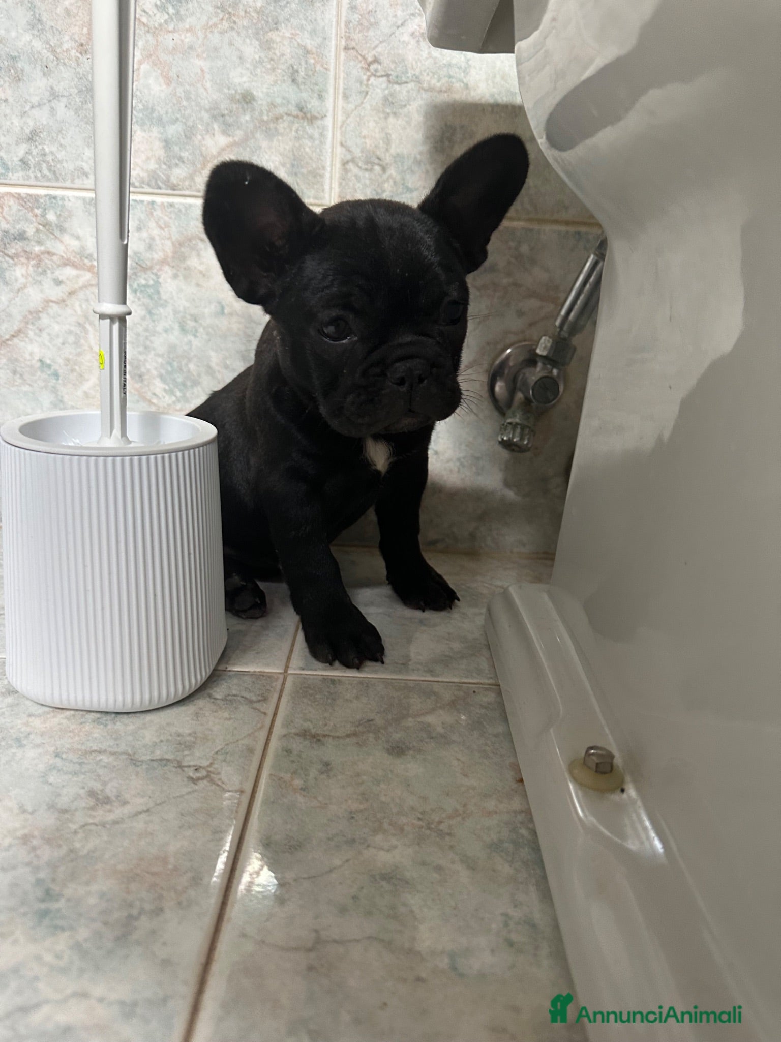 Bulldog Francese cani bulldog francese nero tigrato  - Annuncio 1