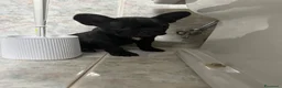 Bulldog Francese cani in vendita: bulldog francese nero tigrato  - Annuncio 1
