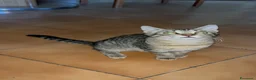 Meticcio gatti in regalo: REGALO gattinA di 3 mesi circa😺 - Annuncio 6