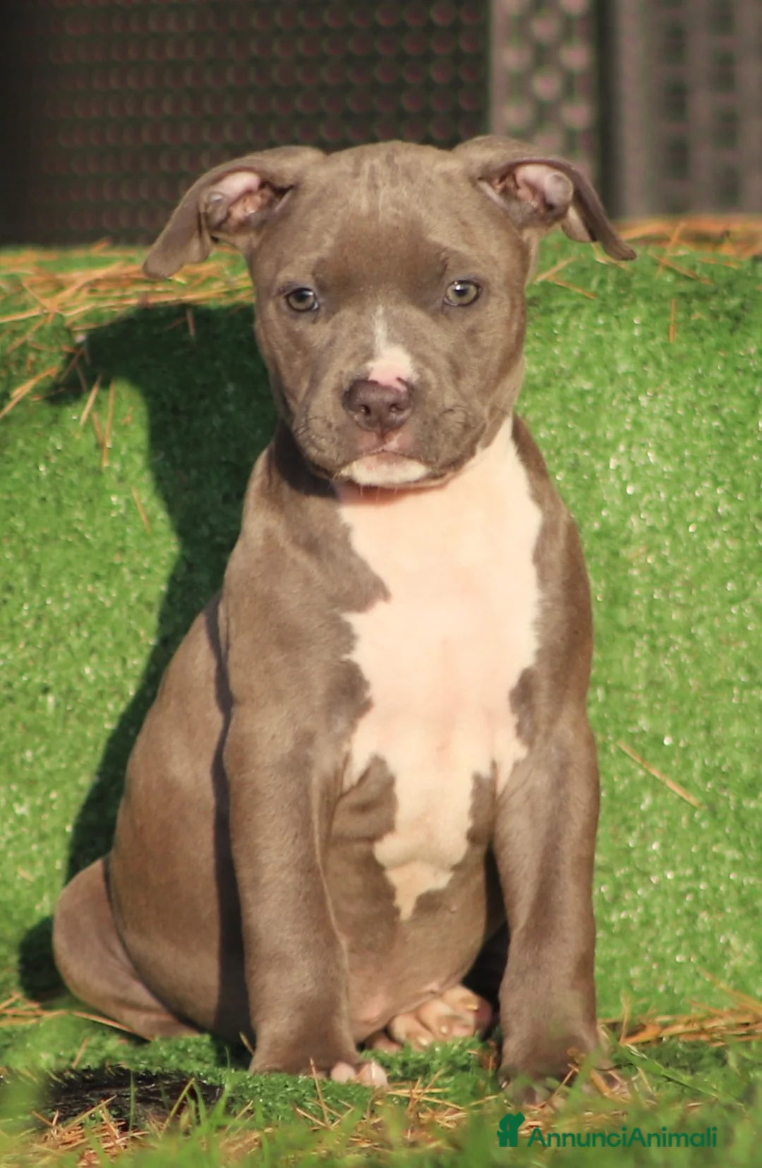 Pitbull cani in vendita: Cuccioli Pit Bull pronta consegna  - Annuncio 40