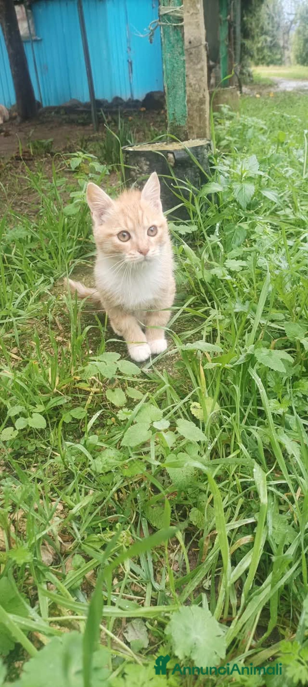 Meticcio gatti in regalo: Zoeee - Annuncio 2