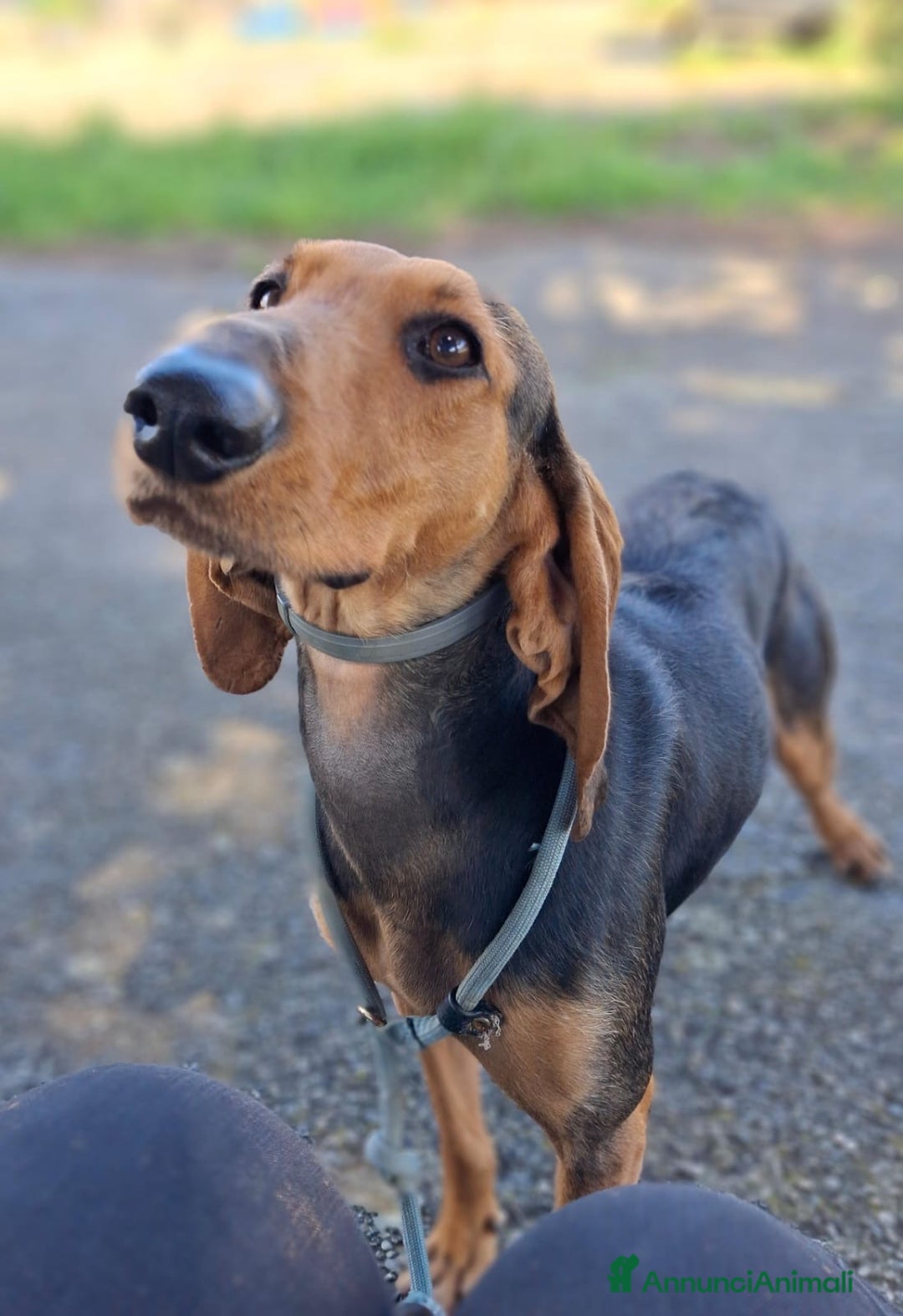 Segugio cani in regalo: BOBO 💙-cagnolino mite e delicato, buono con tutti - Annuncio 5