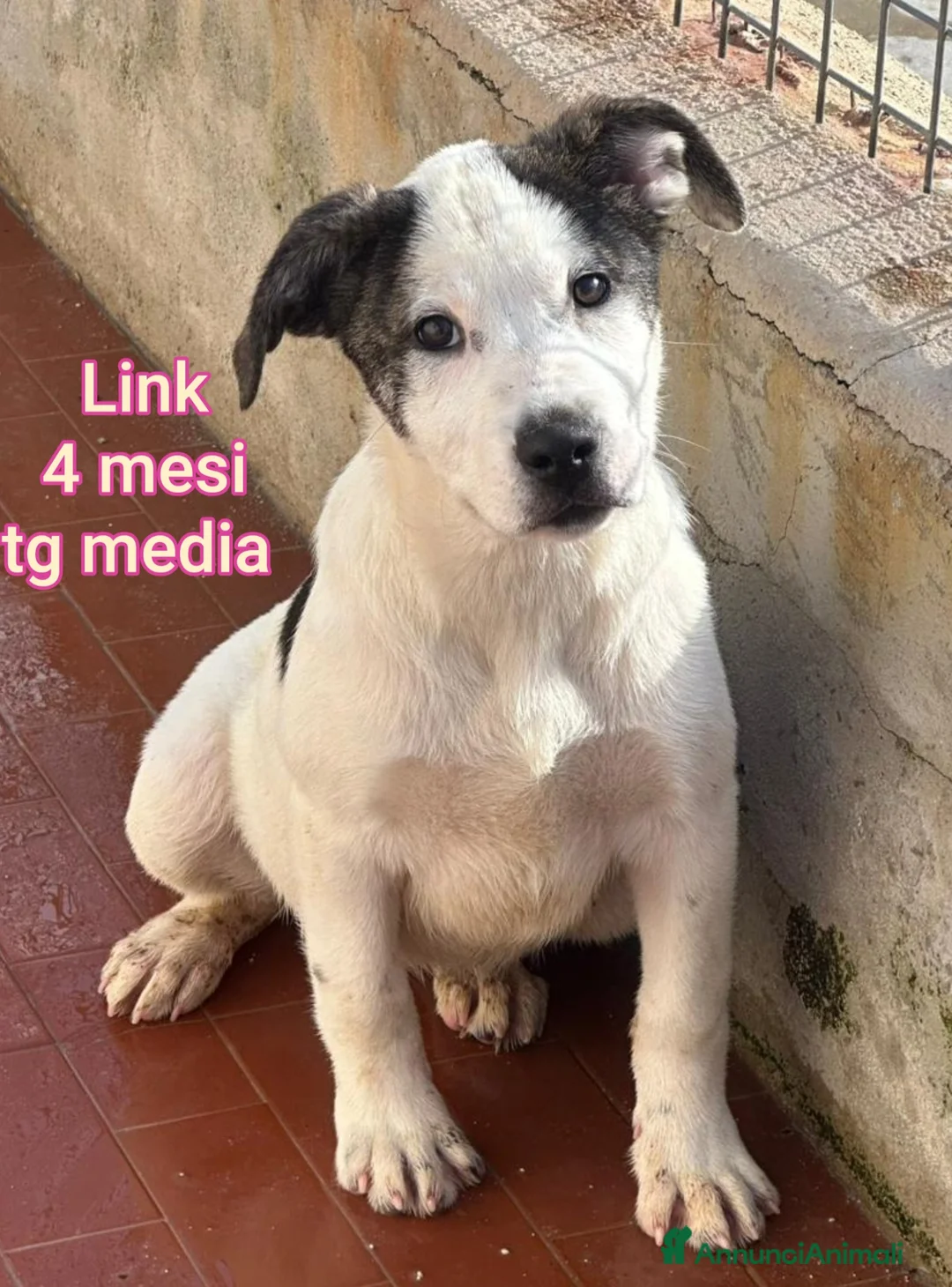 Meticcio cani in regalo: CUCCIOLI BISOGNOSI IN CERCA D'AMORE  - Annuncio 9