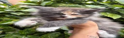 Maine Coon gatti in vendita: Cuccioli Maine coon con pedigree  - Annuncio 8