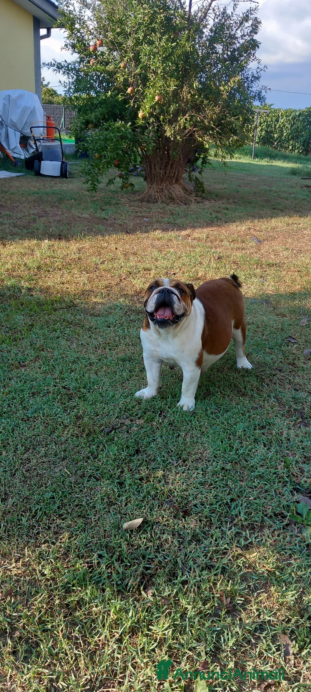 Bulldog cani in vendita: BULLDOG INGLESE  - Annuncio 4