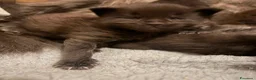 Maine Coon gatti in vendita: Gattini di Maine Coon con pedigree  - Annuncio 6
