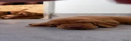 Bracco cani in vendita: Cuccioli di bracco ungherese (Viszla) disponibili - Annuncio 4