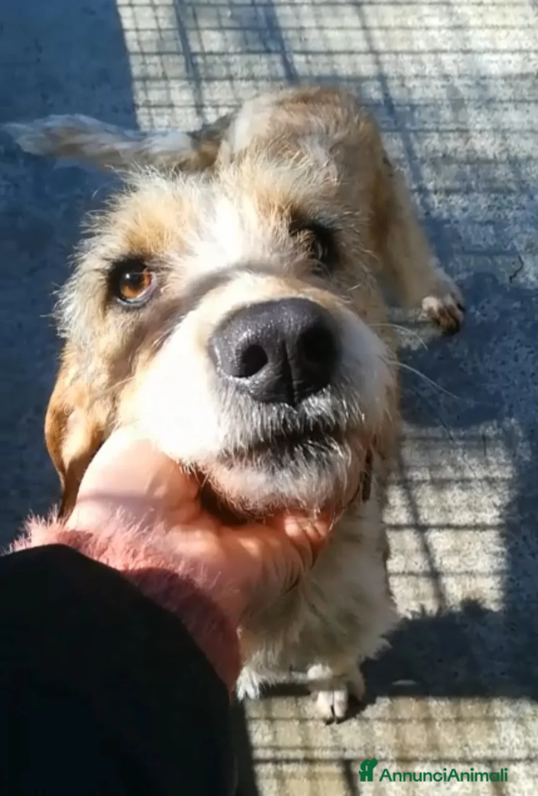 Meticcio cani in regalo: UNA MAMMA PER IVY a Provincia di Varese - Annuncio 2