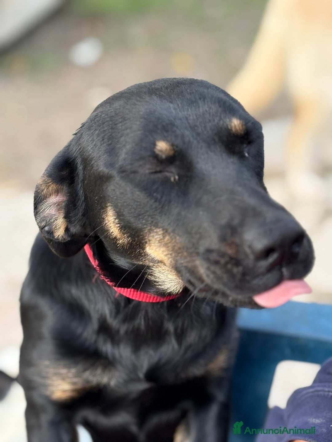 Altre razze cani in regalo: Alex e Susy cuccioli di 5 e 10 mesi cercano casa - Annuncio 15