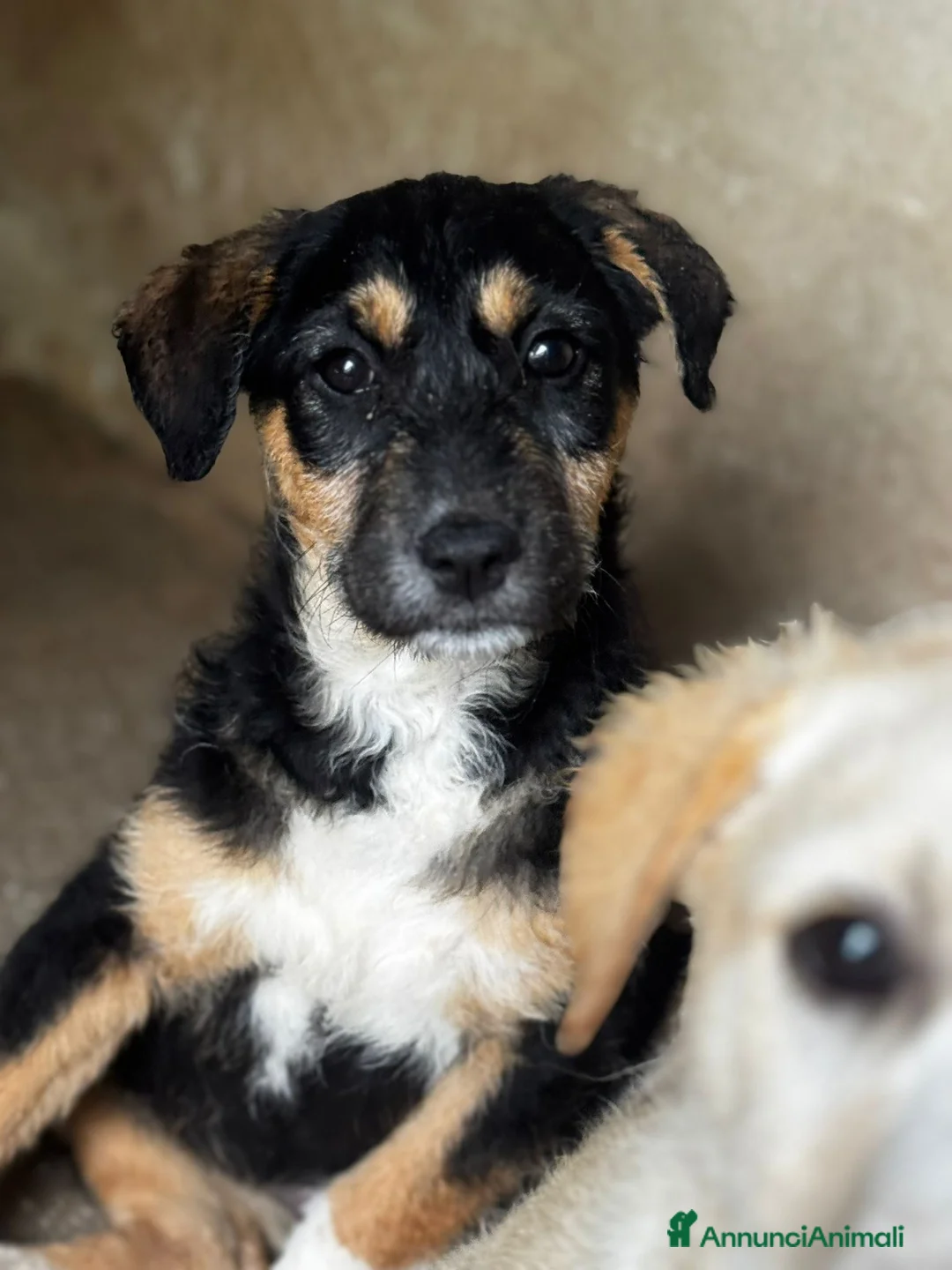 Meticcio cani in regalo: Lisa  a Provincia di Verona - Annuncio 1