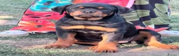 Rottweiler cani in vendita: rottweiler cuccioli pedigree pagamenti rateali  - Annuncio 5